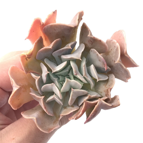 Echeveria 'Swan Lake' 1"-2" Succulent Plant