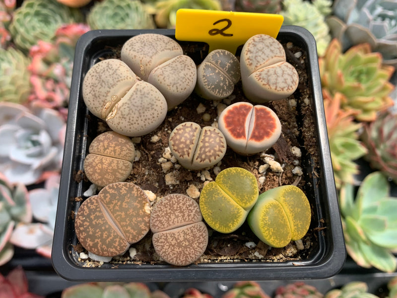 Collection of Lithops 2" (x11 Lithops) Succulent Plant