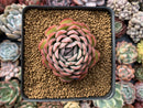 Echeveria 'Hanatsukiyo' 3" Succulent Plant