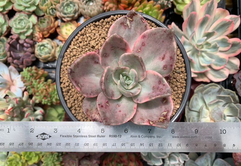 Graptopetalum 'Bainesii' Variegated 5" Very Large Succulent Plant