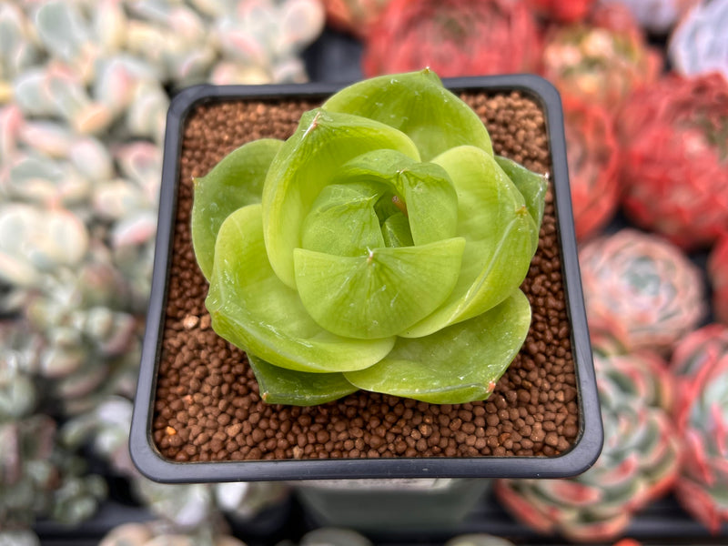 Haworthia 'Life Tigra' 1" Succulent Plant