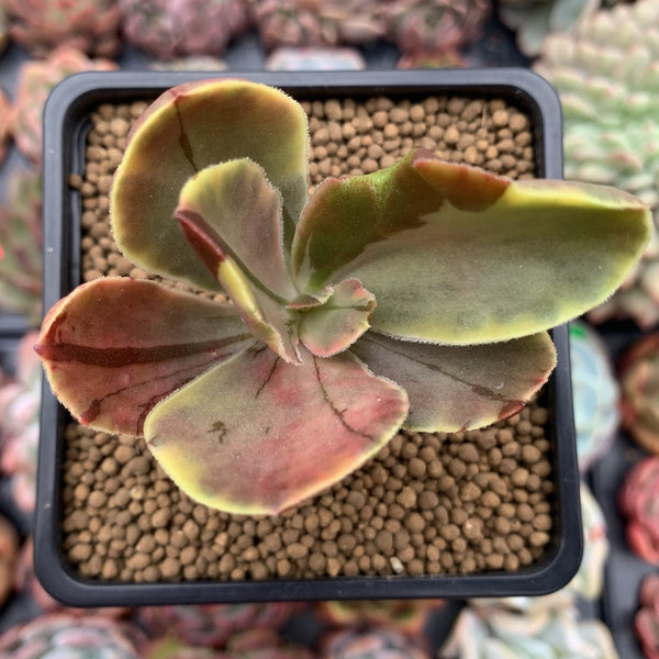 Echeveria 'Fimbriata' Variegated AKA 'Fasciculata' 3" Succulent Plant