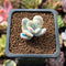 Cotyledon 'Orbiculata' Variegated 1" Cutting Succulent Plant *Cutting*