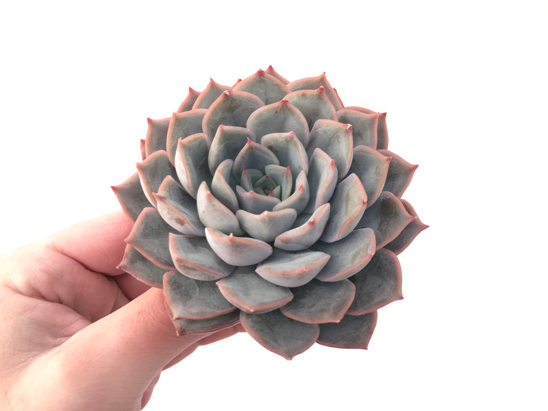 Echeveria 'Fiona' 4"-5" Powdery Succulent Plant