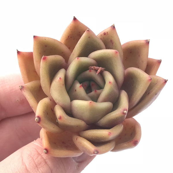 Echeveria Agavoides Elizabeth Selected Clone 2” Rare Succulent Plant