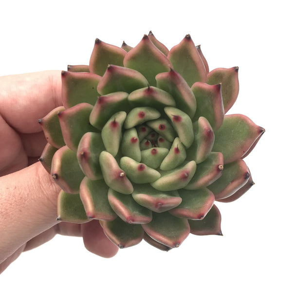 Echeveria Agavoides ‘Golden Bear’ 1”-2” Rare Succulent Plant