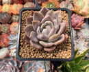 Echeveria sp. 2"-3" Succulent Plant