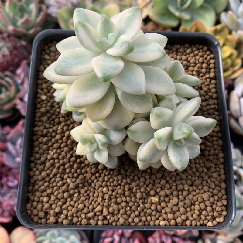 Graptoveria 'Titubans' Variegated Cluster 5" Succulent Plant