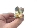 Cotyledon 'Orbiculata' 2" Variegated Succulent Plant