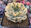 Echeveria Runyonii Variegated (Aka Echeveria 'Akaihosi' Variegated) 4" Succulent Plant