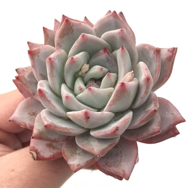 Echeveria 'Bluebird' 3" Rare Succulent Plant