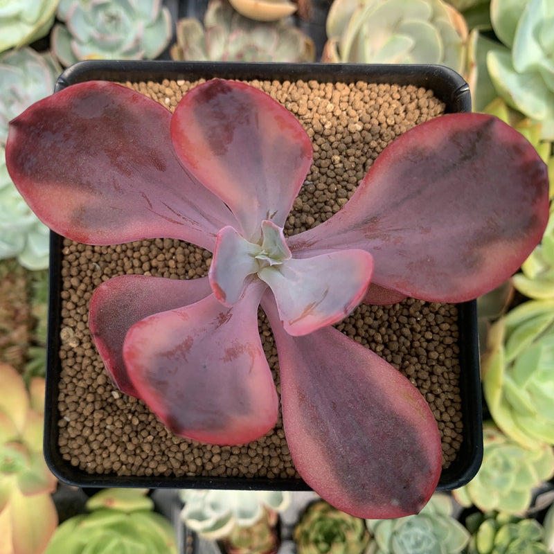 Echeveria 'Angel Wings' Variegated 2" Succulent Plant