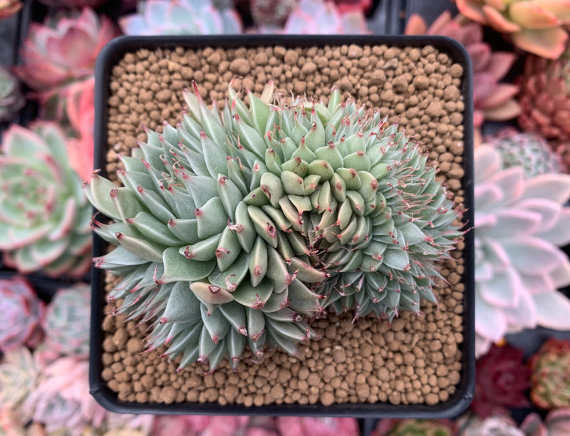 Graptoveria 'Silver Star' 4" Cluster Succulent Plant