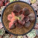 Echeveria 'Primadonna' Variegated 3"-4" Succulent Plant