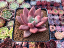 Graptoveria 'Ruby Donna' 3" Succulent Plant