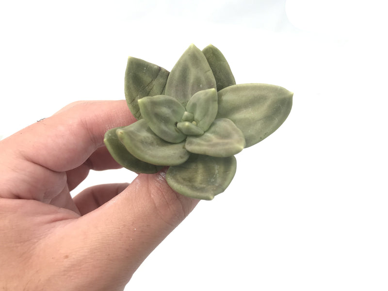 Echeveria 'Xichuensis' 3" Rare Succulent Plant