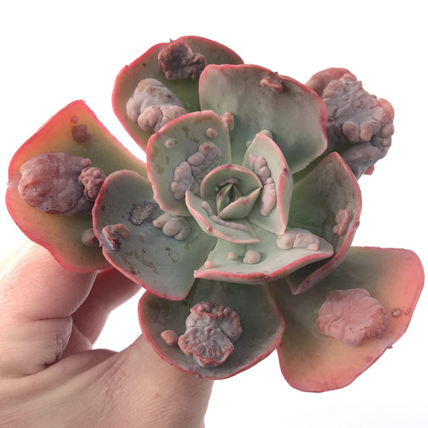 Echeveria Frill sp. 4 Succulent Plant