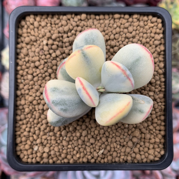 Cotyledon 'Orbiculata' Variegated 2" Succulent Plant