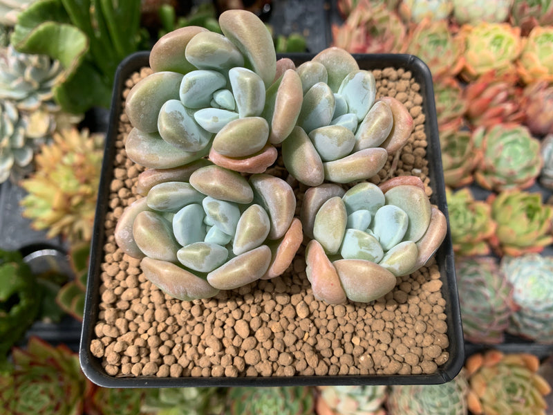 Pachyphytum 'Mureleri' 3"-4" Cluster Succulent Plant