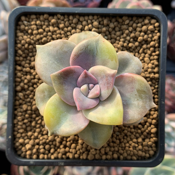 Graptopetalum 'Purple Delight' Variegated 2" Succulent Plant