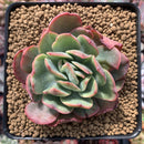 Echeveria 'Luella' Variegated 3" Succulent Plant