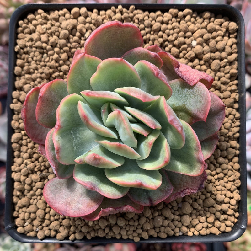 Echeveria 'Luella' Variegated 3" Succulent Plant