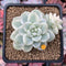 Sedum 'Clavatum' Variegated 2"-3" Succulent Plant