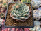 Echeveria 'Choco Top' 2" New Hybrid Succulent Plant