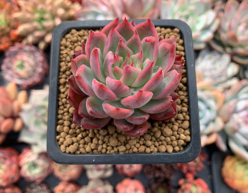 Echeveria Agavoides 'Forte' 2" Succulent Plant