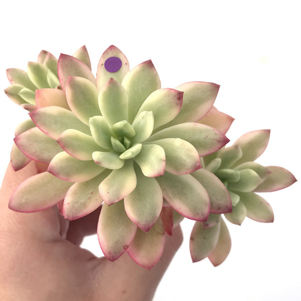 Echeveria 'Minibelle' Variegated Cluster 3"-4" Succulent Plant