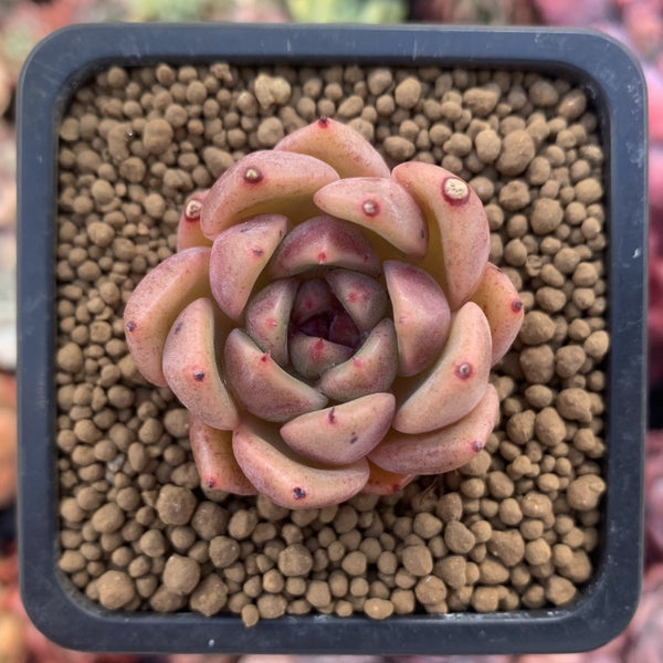 Echeveria Agavoides 'Black Queen' Hybrid 1" Succulent Plant