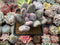 Pachyveria 'Beauty' 2" Powdery Succulent Plant