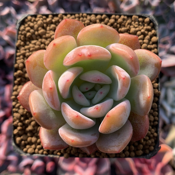 Echeveria 'Star Mark' 1"-2" Succulent Plant