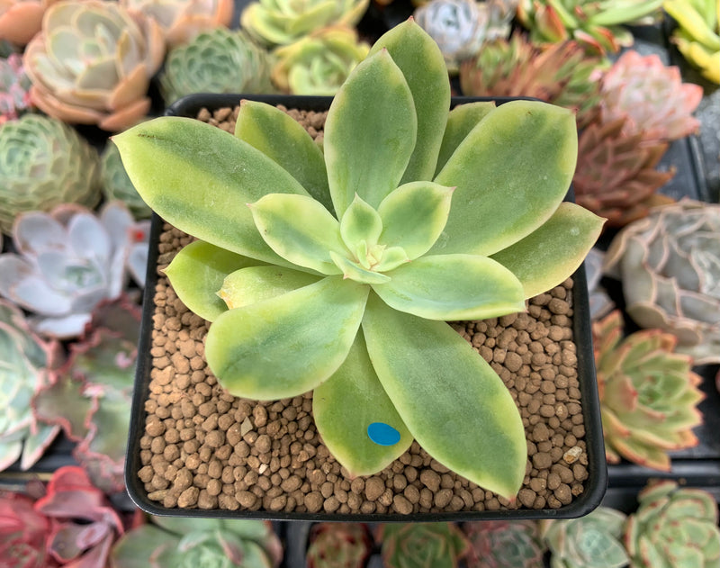 Echeveria 'Golden Glow' Variegated 2"-3" Succulent Plant