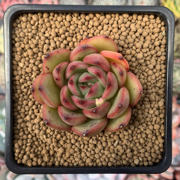 Echeveria Agavoides 'Rocci' 2" Succulent Plant