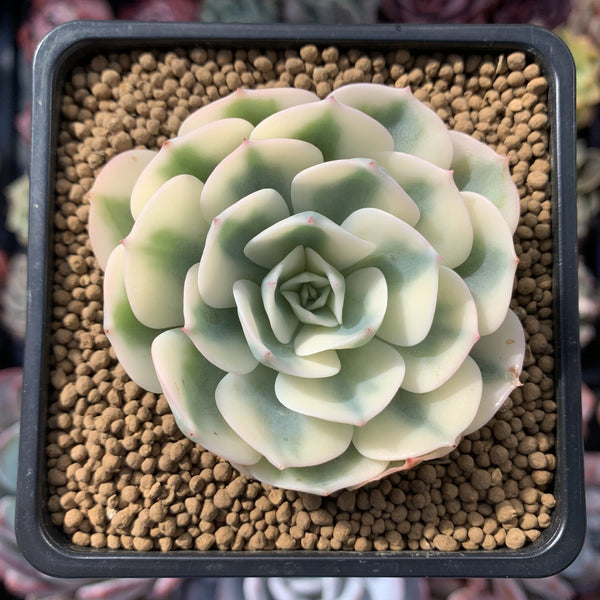 Echeveria 'Compton Carousel' 3" Succulent Plant