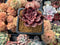 Echeveria 'Mina' 2" Succulent Plant