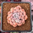 Graptoveria 'Highstone' 2" Powdery Succulent Plant