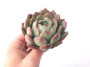 Echeveria 'Starmark' 4" Large Succulent Plant