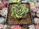 Echeveria Agavoides 'Kobane' 2" Succulent Plant