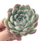 Echeveria 'Youth' 4" Powdery Succulent Plant