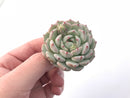 Echeveria ‘Wild Rose’ 1” Rare Succulent Plant