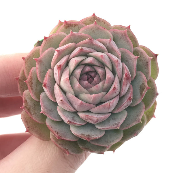 Echeveria 'Hongil' 2" New Hybrid Succulent Plant