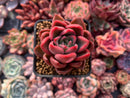 Echeveria Agavoides 'Callisto' 1" Succulent Plant