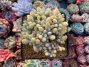 Cremeneria 'Expatriata' (Cremnophila linguifolia x Echeveria amoena ‘Microcalyx’) Crested Cluster 3"-4" Succulent Plant