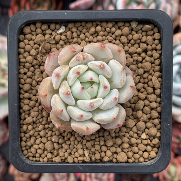 Echeveria sp. 1" Succulent Plant