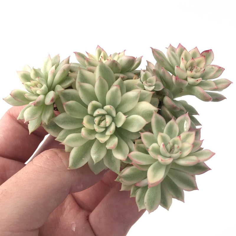 Echeveria 'Mebina' Variegated Cluster 4" Succulent Plant