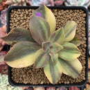 Graptoveria 'Fred Ives' Variegated 3" Rare Succulent Plant