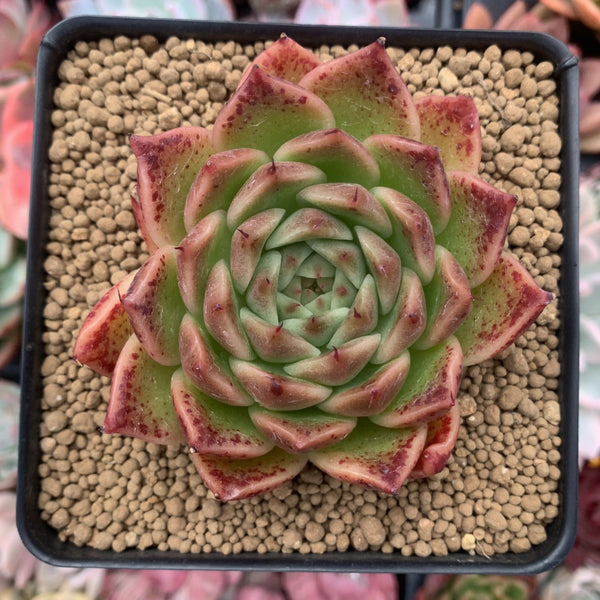 Echeveria Agavoides 'Elizabeth' 3" Succulent Plant