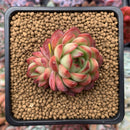 Echeveria Agavoides 'Pokeball' 1"-2" New Hybrid Succulent Plant